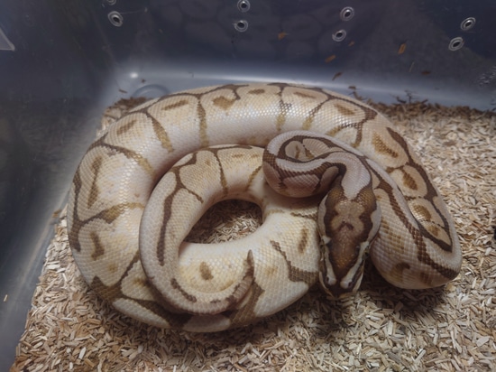 Lesser Spider Python Pet Only - Spider Lesser Ball Python by Mossy Reptiles