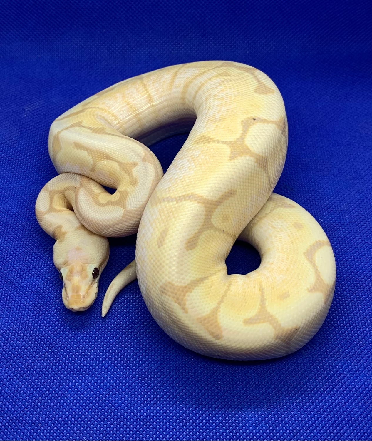 Banana Fire Spider Ball Python by A & J Exotics MorphMarket