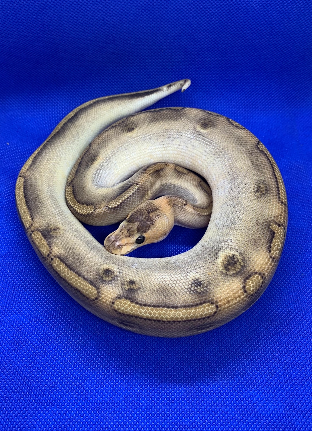 Enchi Champagne Ball Python by A & J Exotics - MorphMarket