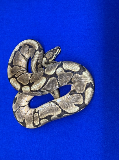 Yellow Belly Spider Ball Python by A & J Exotics