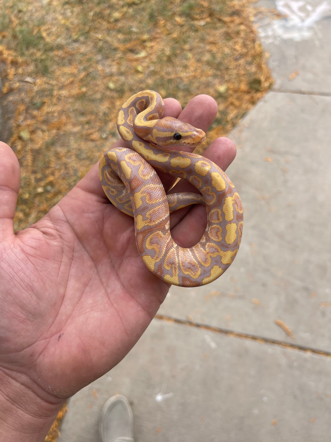 Banana Ghi Het Clown Ball Python by Pecos valley pythons MorphMarket