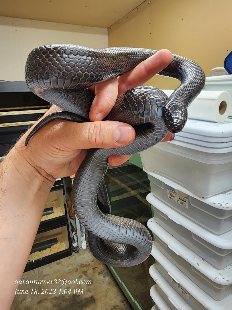 225 Shipped Has Been Burmated Mexican Black Kingsnake by Aaron's