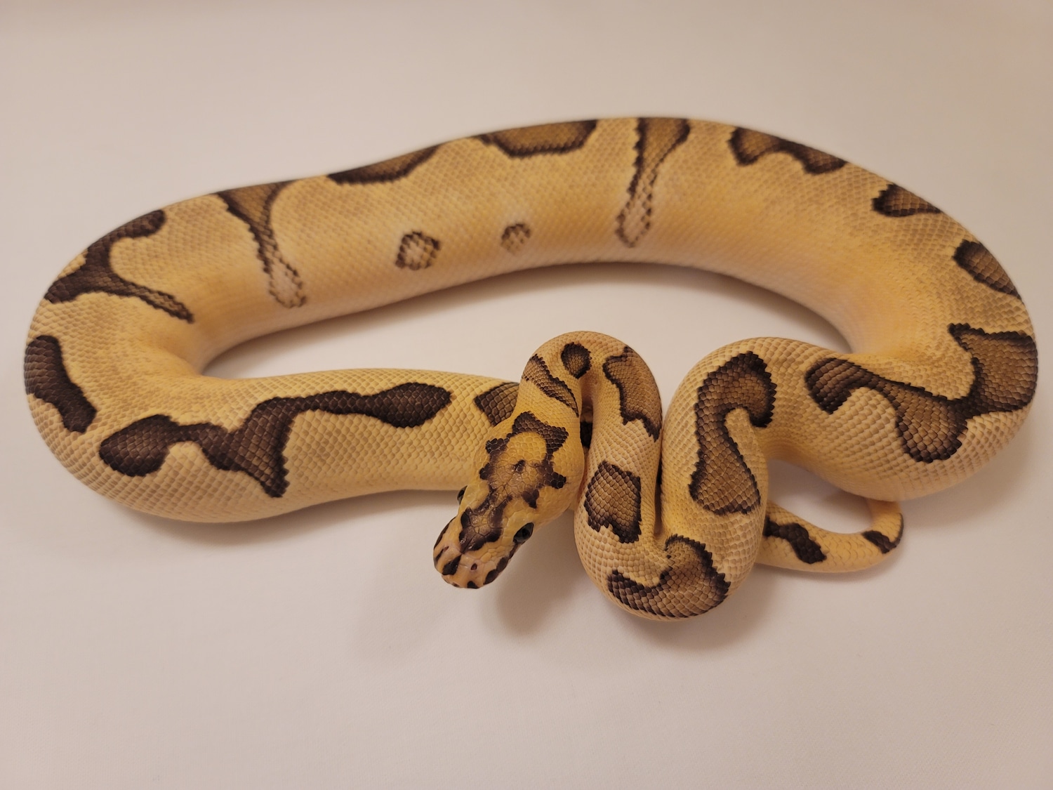 Enchi Fire Blade Clown Ball Python by Python Paradise - MorphMarket