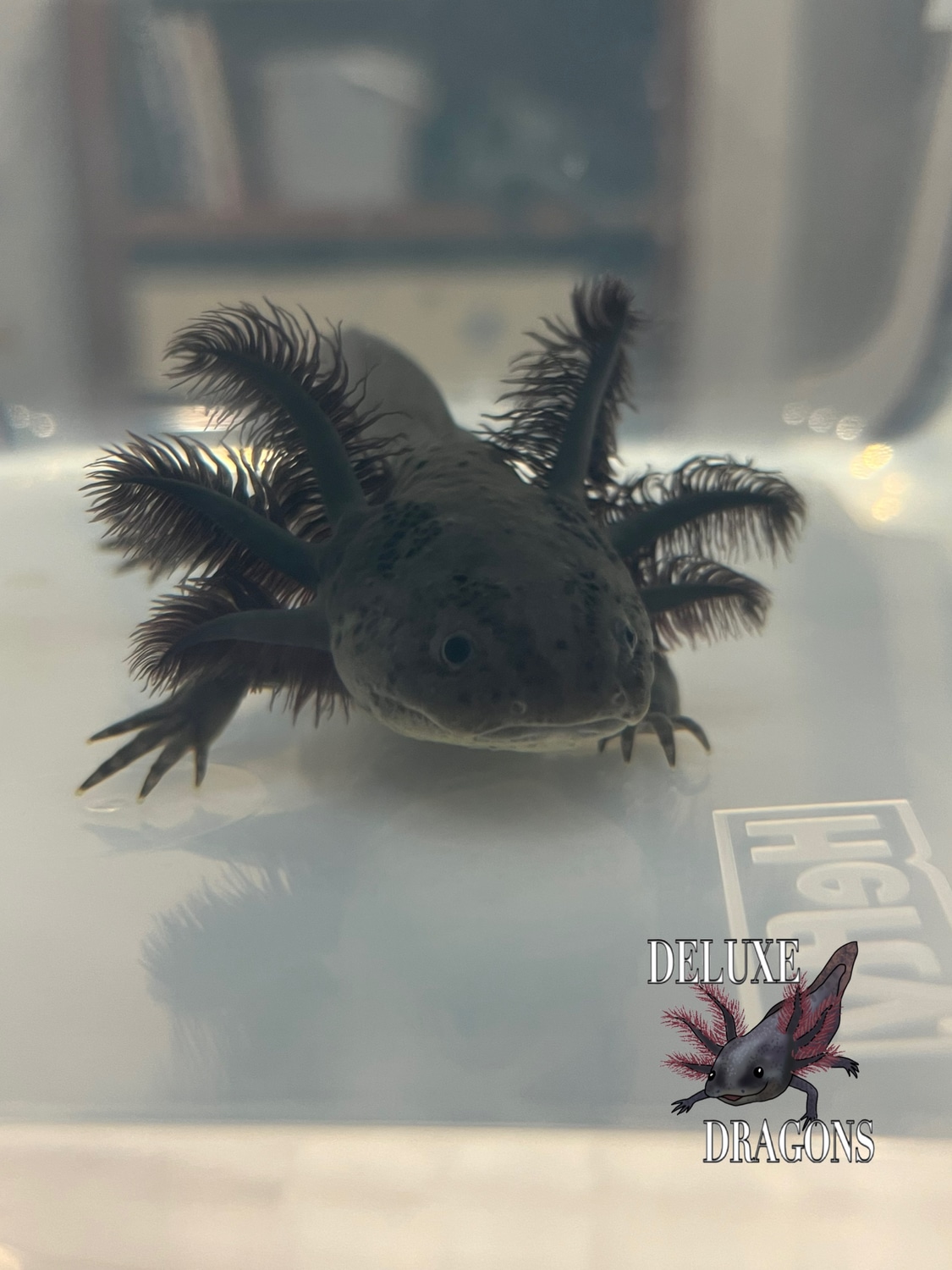 Melanoid Axanthic Axolotl by Aaryn's Animals MorphMarket