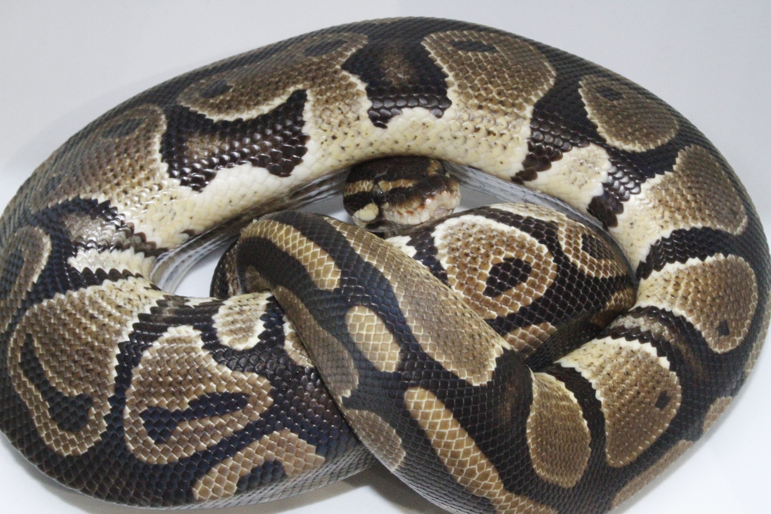 Normal Ball Python by Python Madness - MorphMarket
