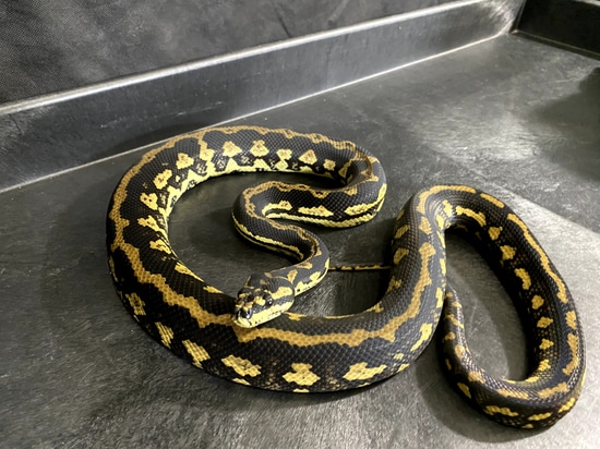 Palmerston Locality Jungle Carpet Python by Abraham Muldowney Herps