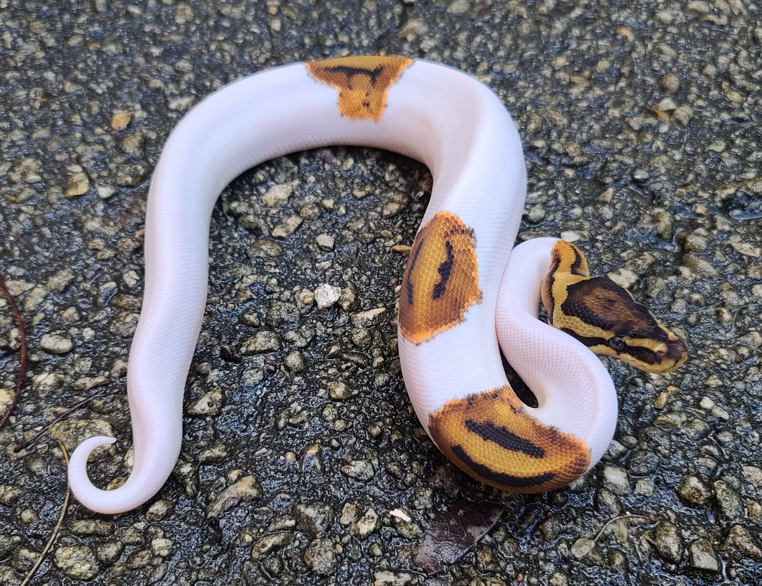 Piebald Ball Python by ABReptiles - MorphMarket