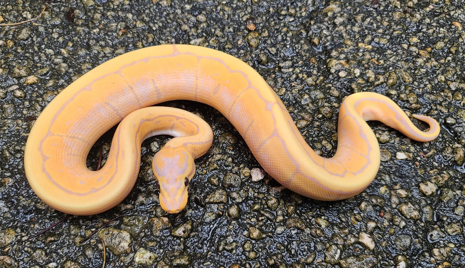 Banana Pinstripe 100 Het Albino Ball Python by ABReptiles MorphMarket