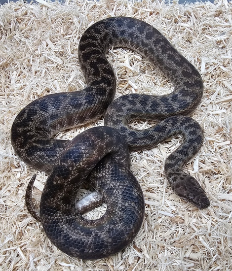 Spotted Python by ABReptiles