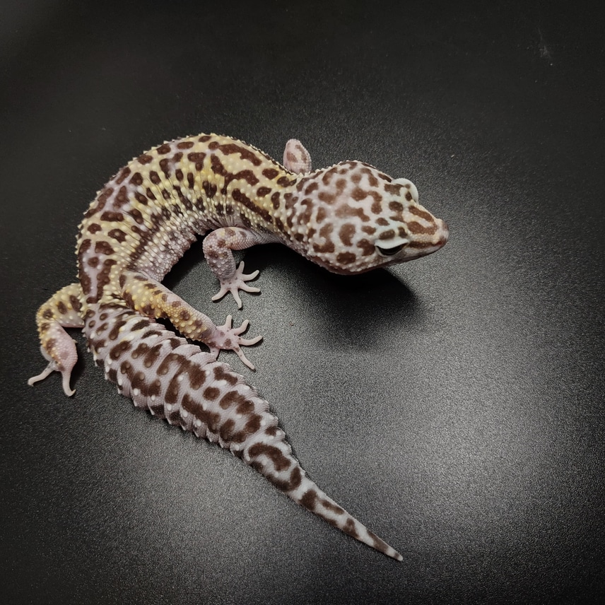 finland raccoon boa／　自然色　／GAKE日本製❣️ Leopard Gecko Clutch: MSBN by Absinthe Reptiles - MorphMarket
