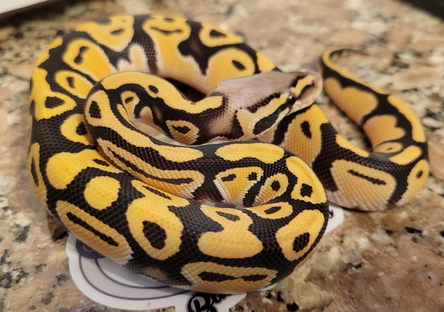 pastel-desert-ghost-ball-python-by-acadia-ball-pythons-morphmarket