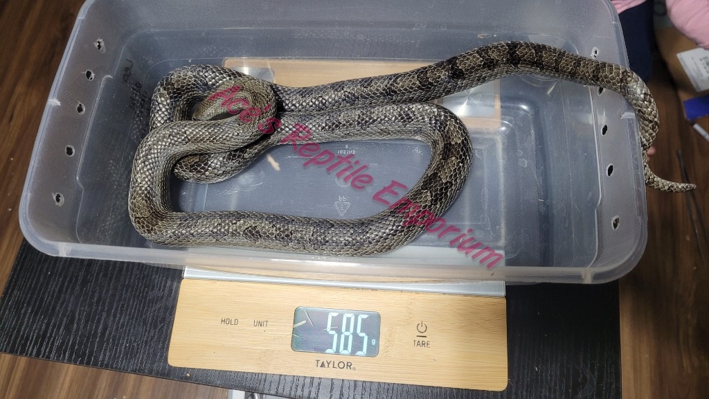Adult Female Prairie Kingsnake by Ace's Reptile Emporium MorphMarket