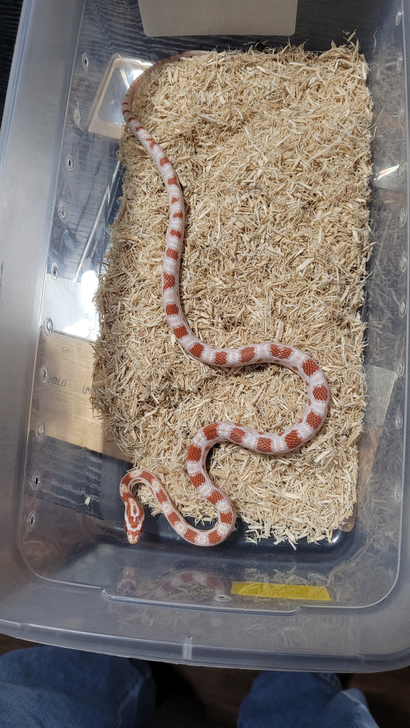 Candycane Corn Snake by Ace's Reptile Emporium MorphMarket
