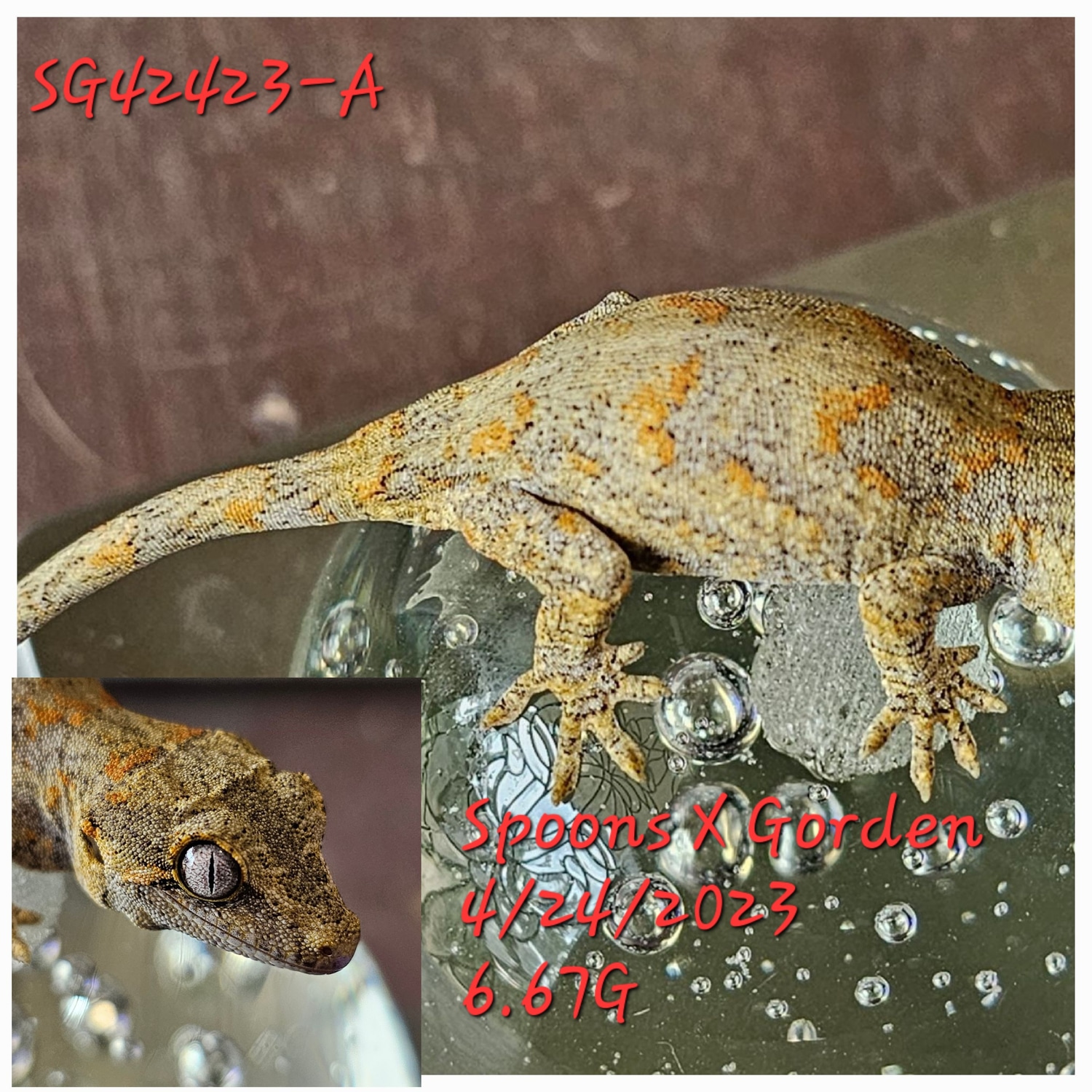 Orange Blotch Gargoyle Gecko by Ace's Reptile Emporium MorphMarket