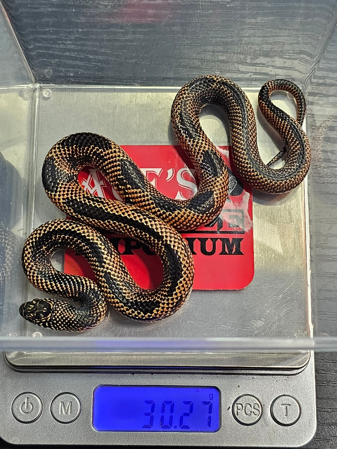 Apalachicola Kingsnake by Ace's Reptile Emporium MorphMarket