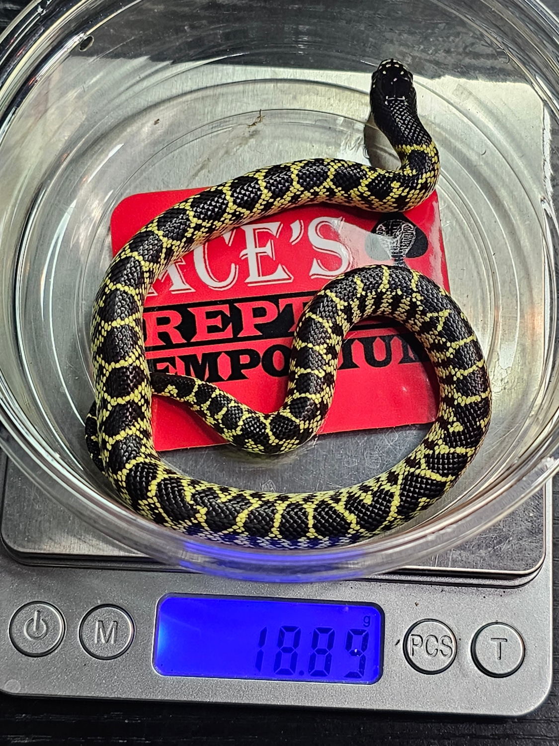 Desert Kingsnake by Ace's Reptile Emporium MorphMarket