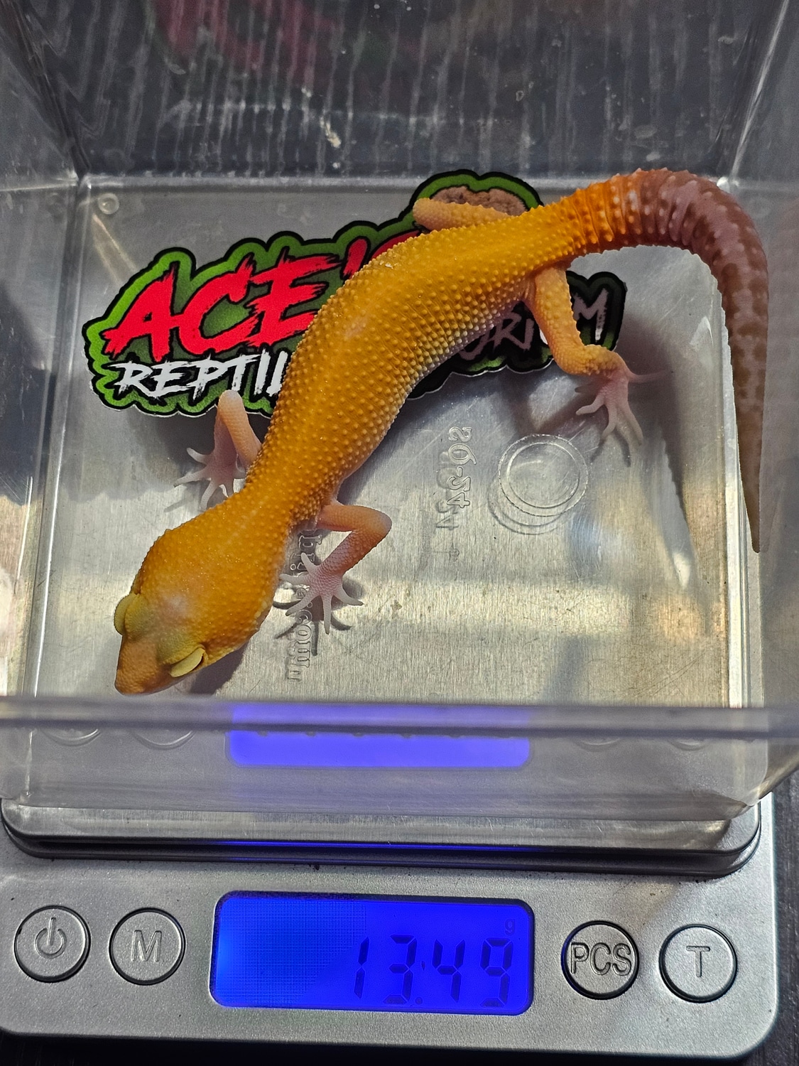 TSF Raptor Leopard Gecko by Ace's Reptile Emporium MorphMarket