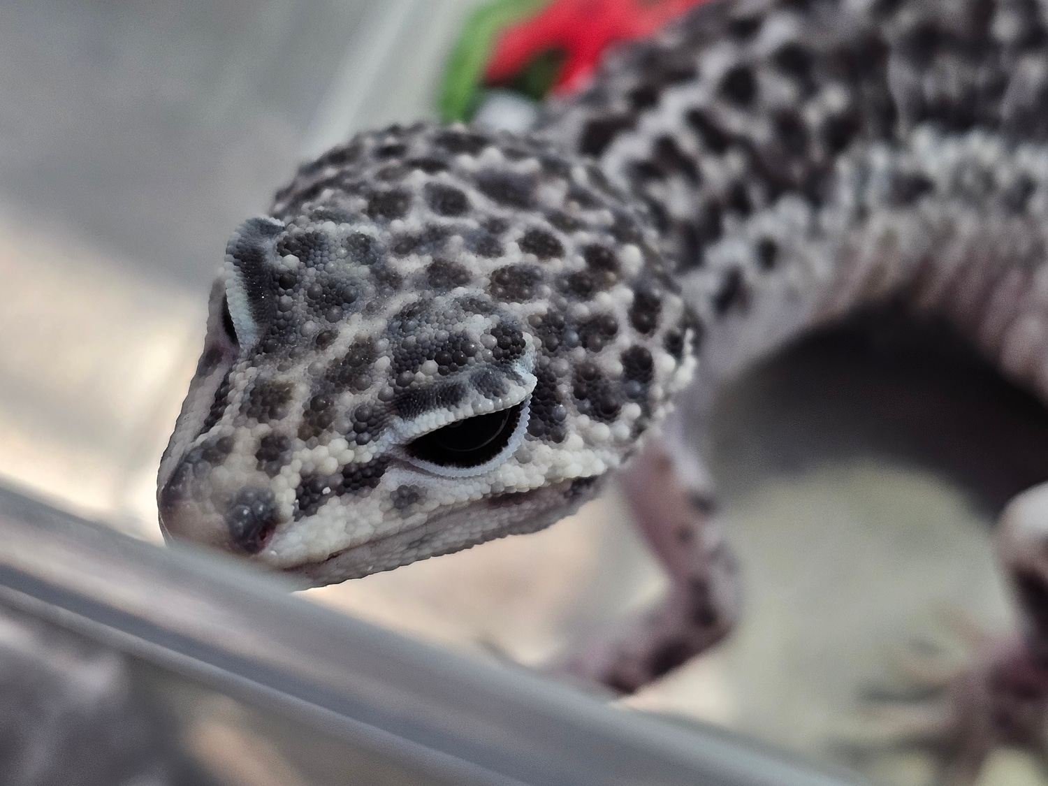 RTB Super Snow Leopard Gecko by Ace's Reptile Emporium MorphMarket