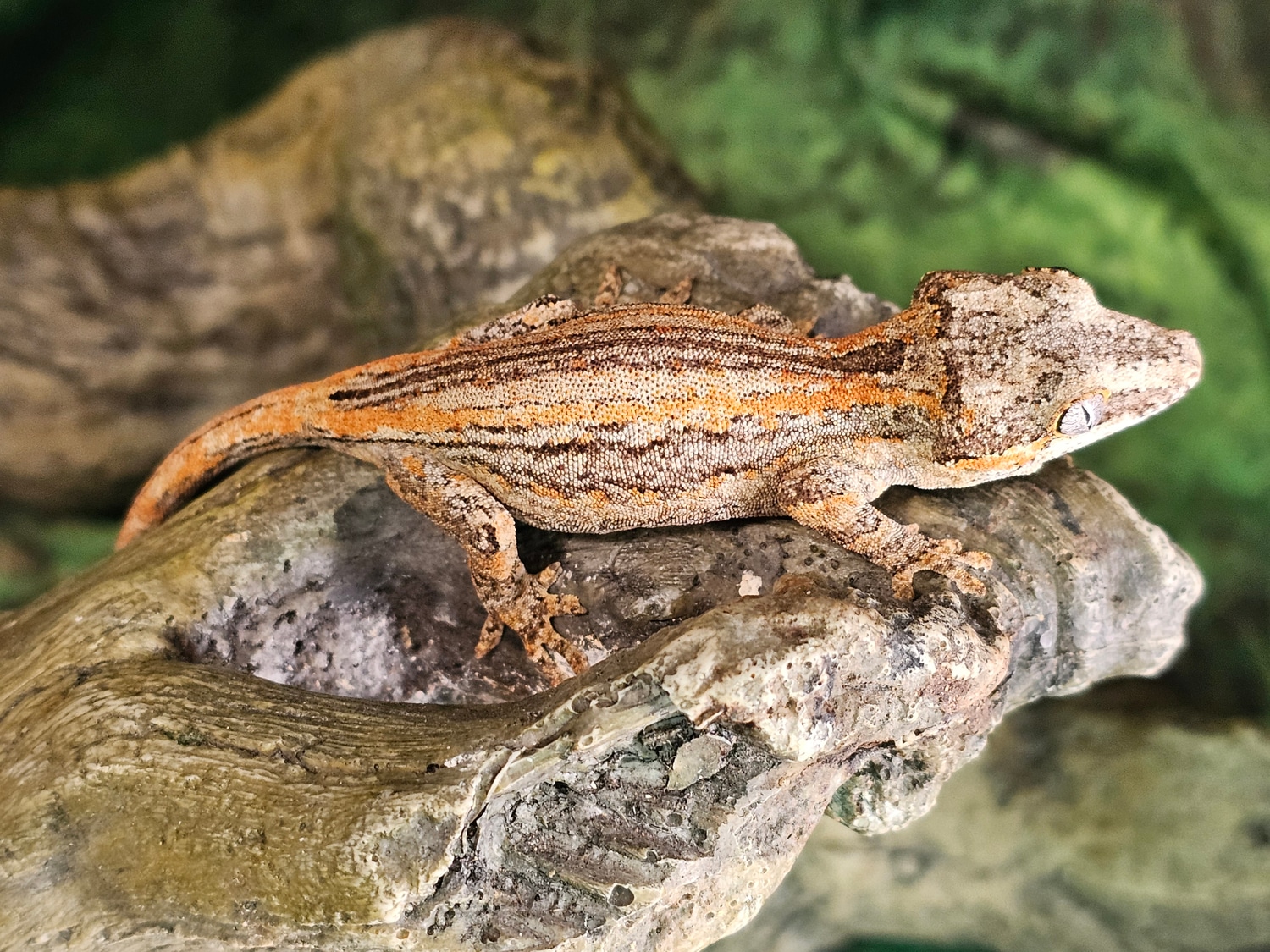Orange Stripe Gargoyle Gecko by Ace's Reptile Emporium MorphMarket