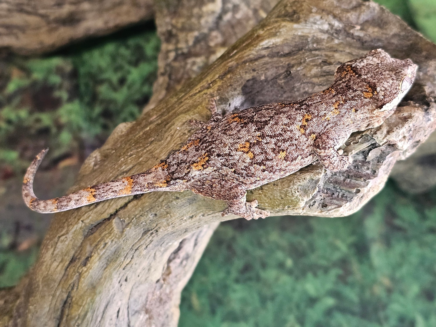 Orange Blotch Gargoyle Gecko by Ace's Reptile Emporium MorphMarket