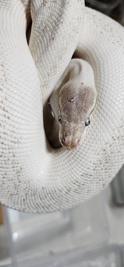 Blue Eye Lucy Ball Python by Ace's Reptile Emporium