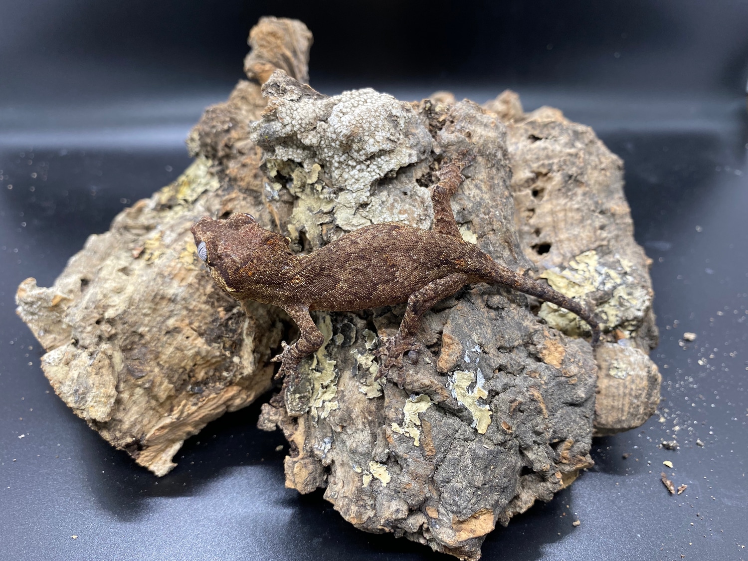 Orange Blotch Reticulated Gargoyle Gecko by Painted Hatches MorphMarket