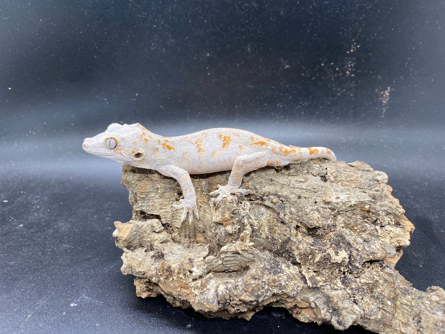 Orange Blotch Reticulated Pastel Gargoyle Gecko by Painted Hatches
