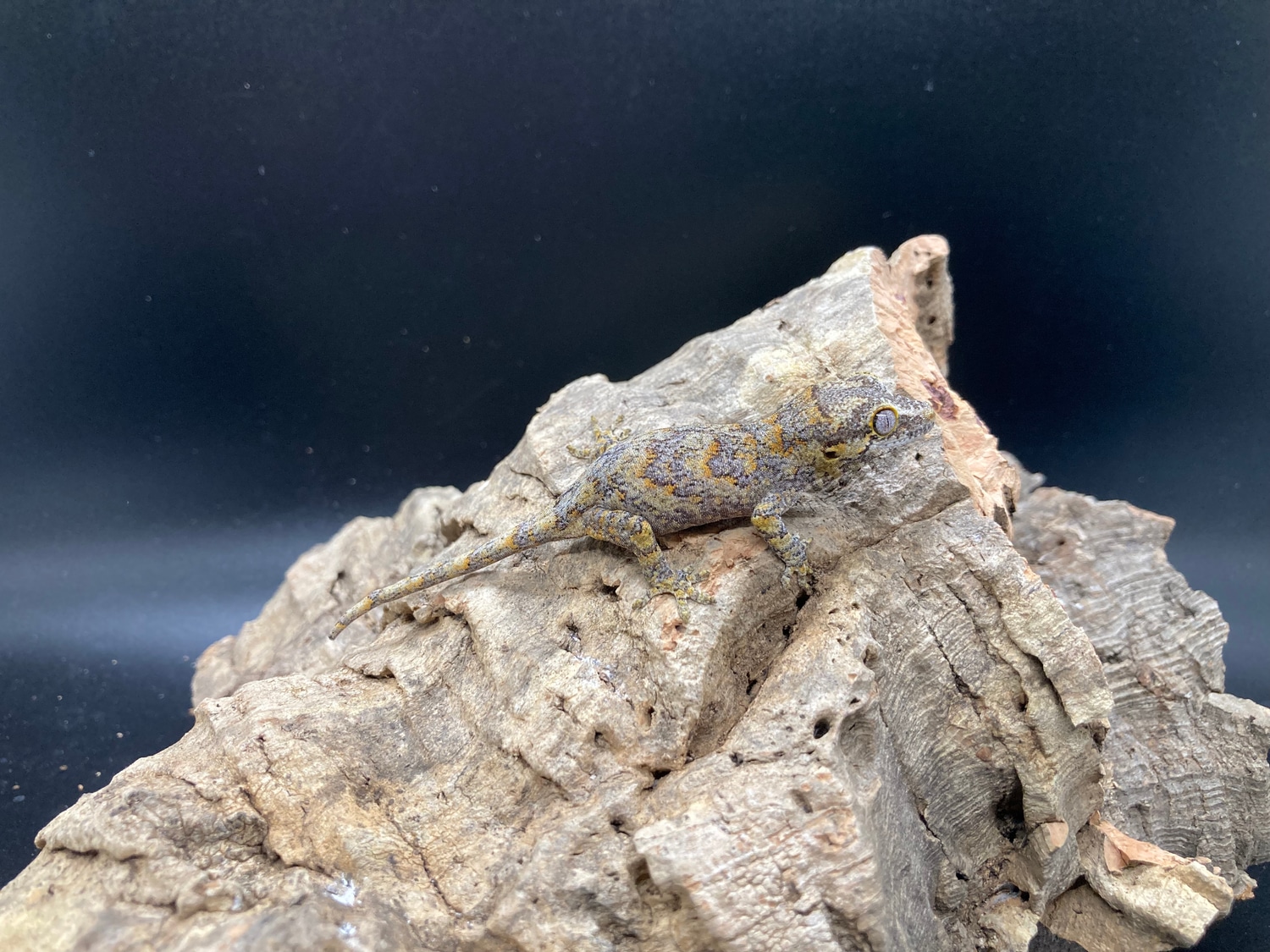 Orange Blotch Retic Pastel Gargoyle Gecko by Painted Hatches MorphMarket