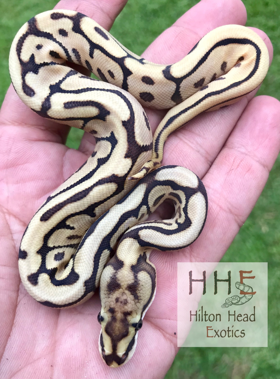 Leopard Mojave Spider Ball Python by Hilton Head Exotics - MorphMarket