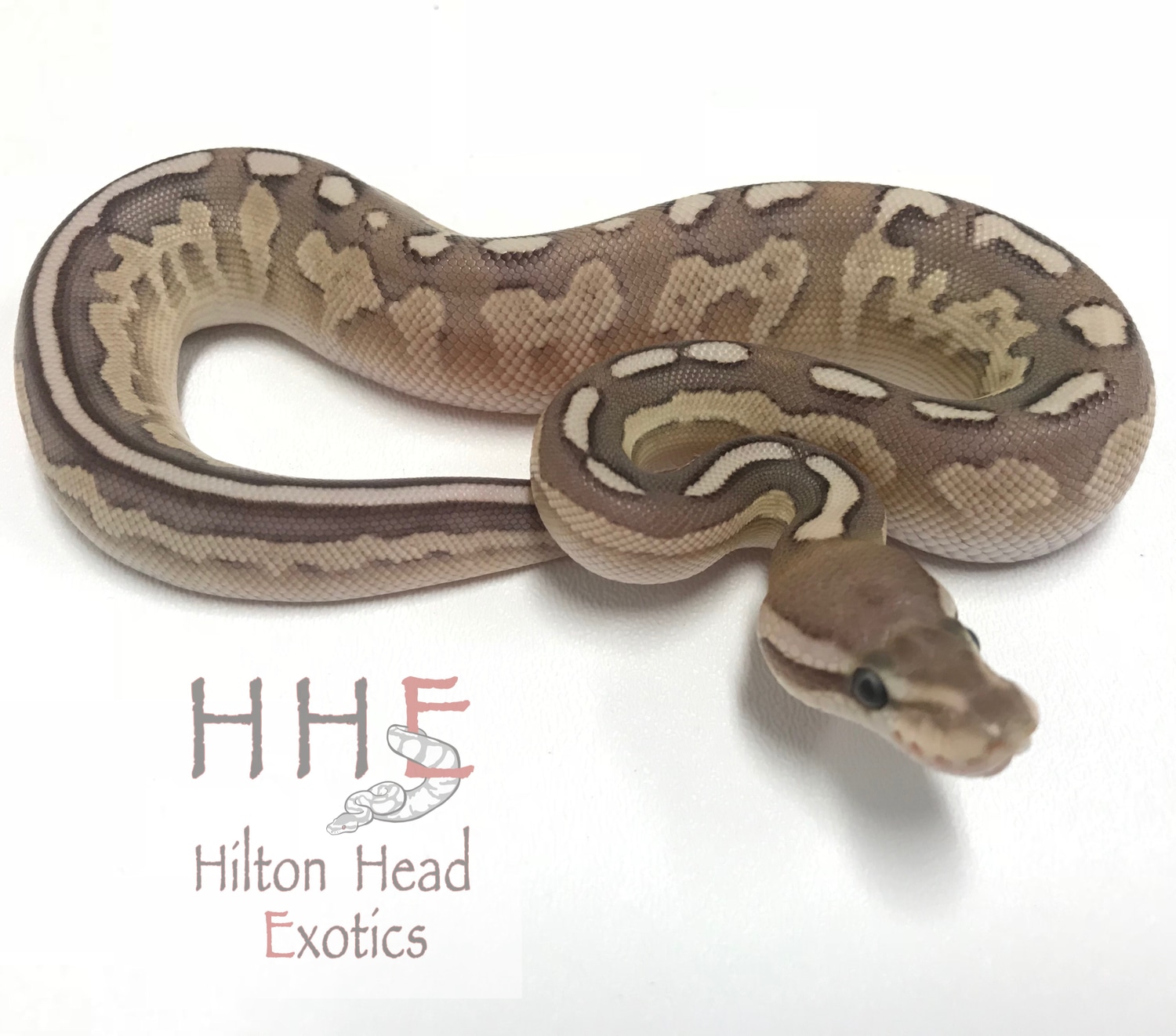 Lesser Cinnamon Fire Ball Python by Hilton Head Exotics - MorphMarket