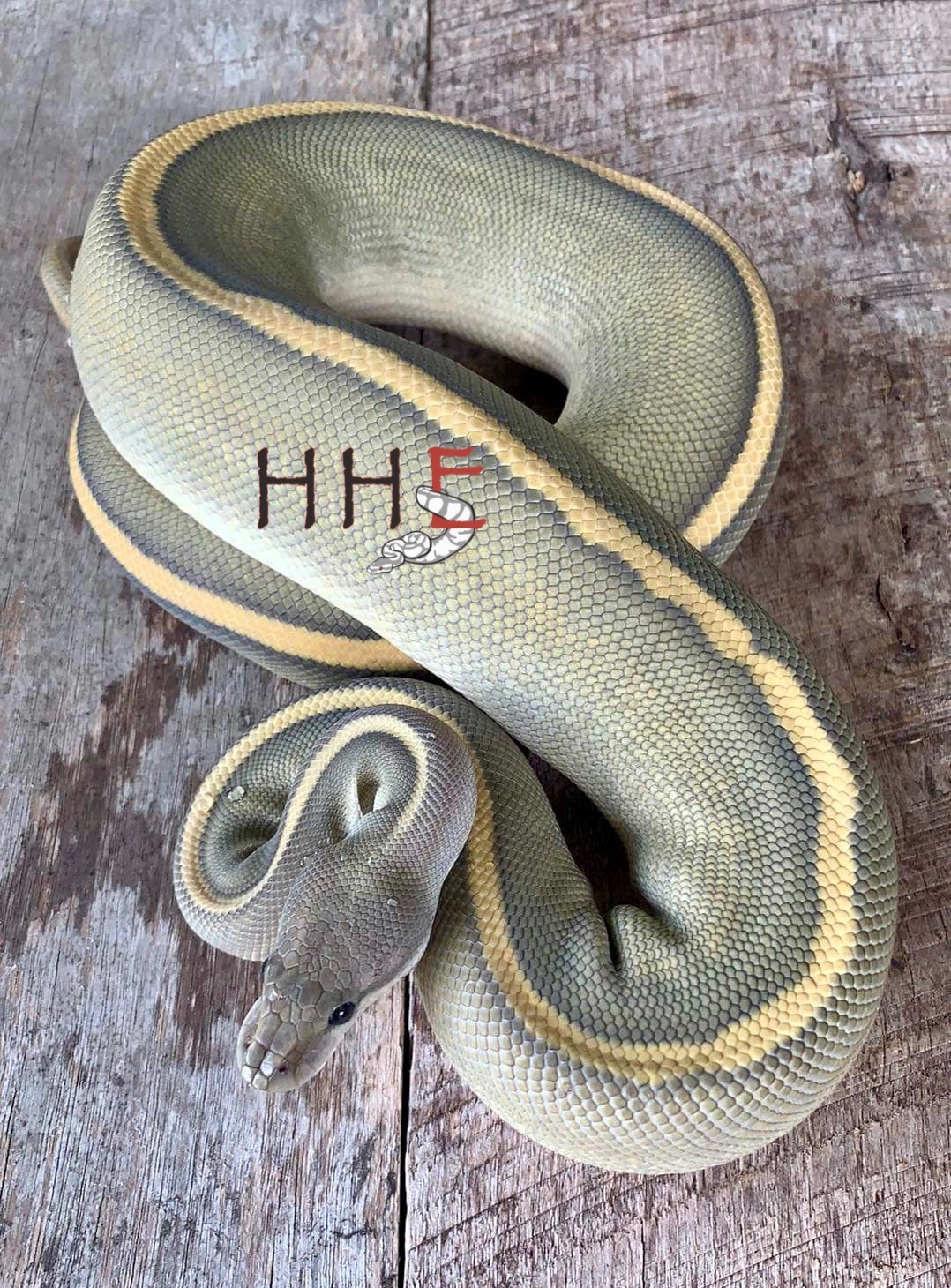 Black Pastel Orange Ghost Gstripe Male Ball Python by Hilton Head