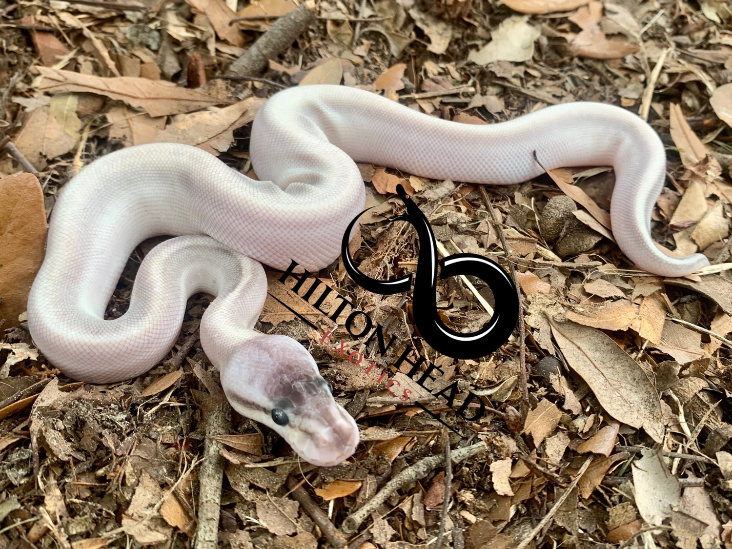 Super Pastel Cinnamon Mystic Bongo Ball Python by Hilton Head Exotics