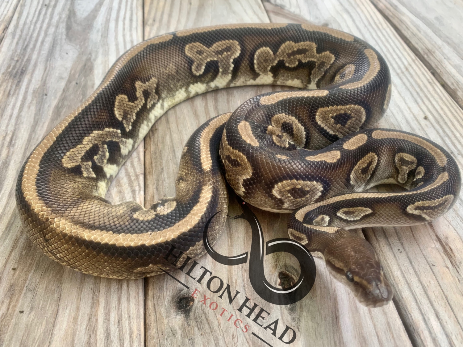Cinnamon Het Pied Ball Python by Hilton Head Exotics - MorphMarket