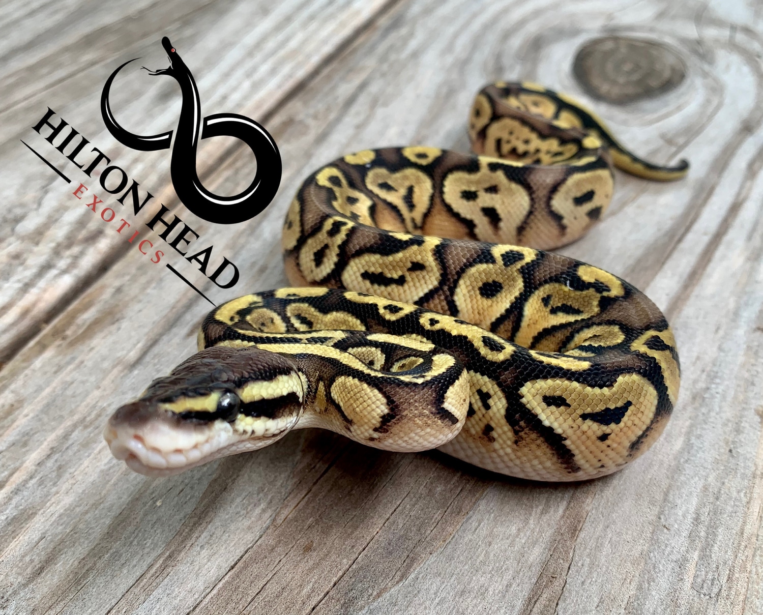 Pastel Bongo Ball Python by Hilton Head Exotics MorphMarket