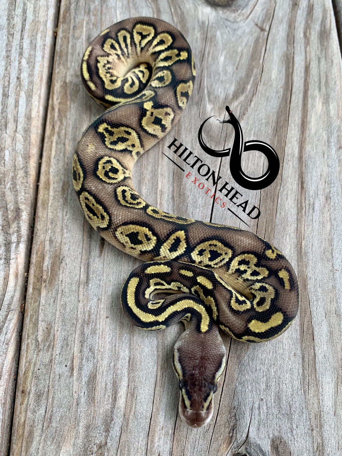 Pastel YB Bongo Ball Python by Hilton Head Exotics MorphMarket