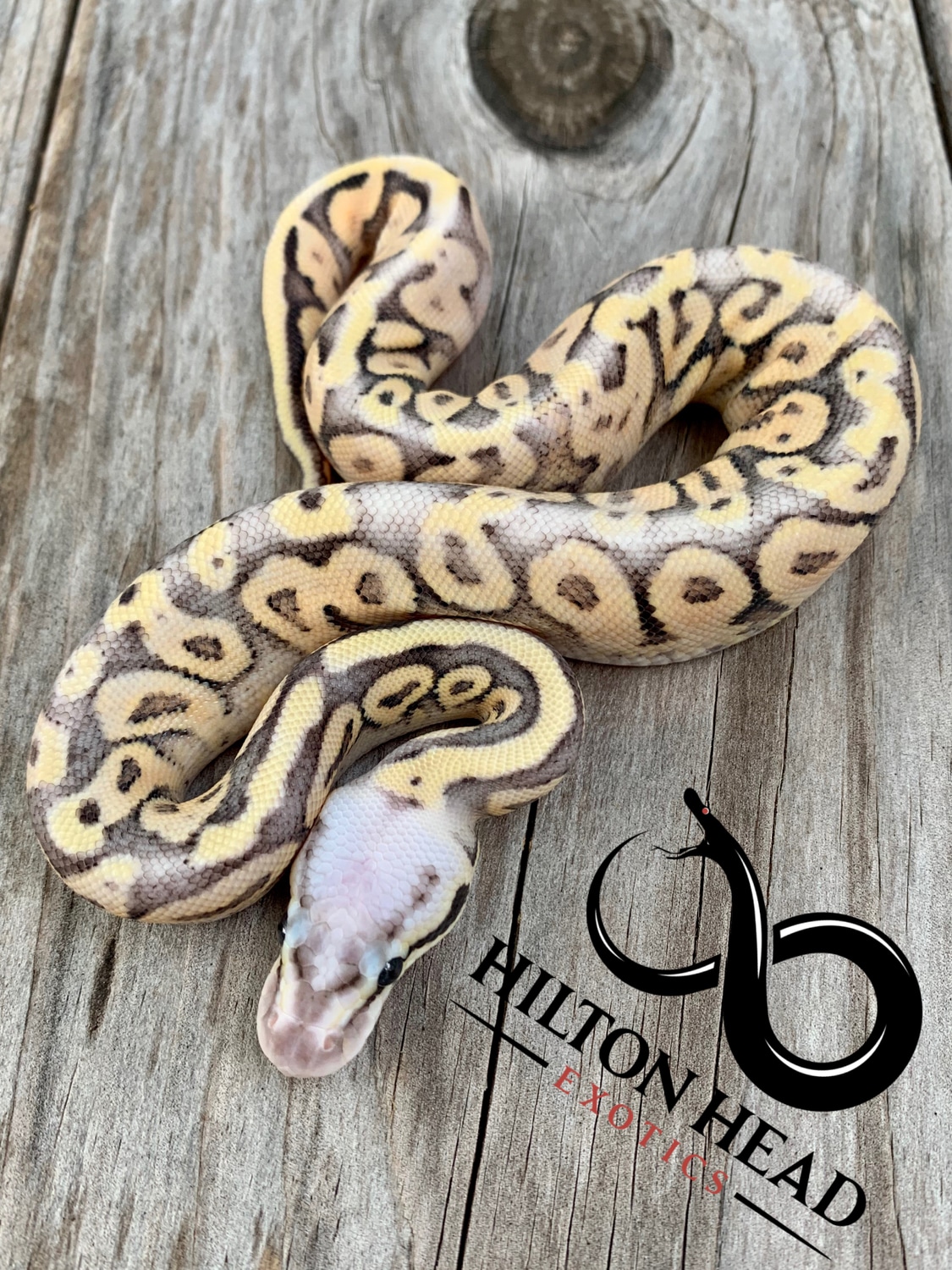 Super Pastel Vanilla Bongo Ball Python by Hilton Head Exotics MorphMarket