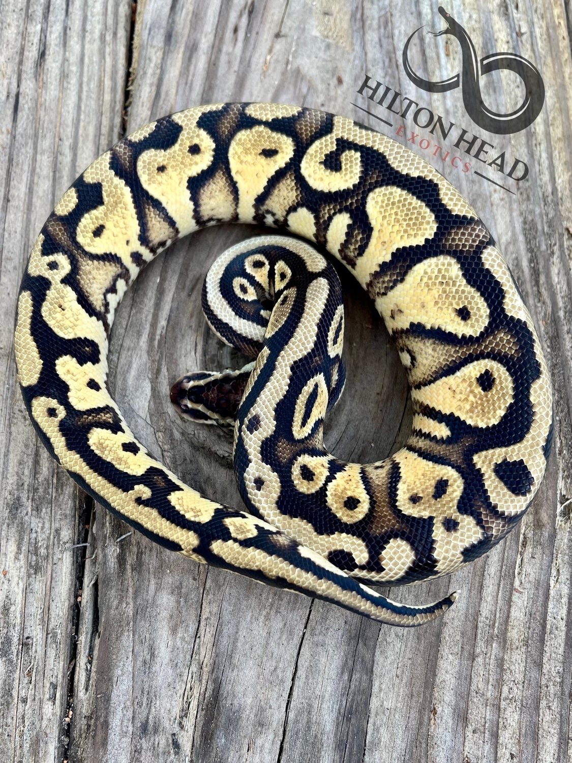 Pastel Vanilla Pos Hurricane Het Pied Ball Python by Hilton Head ...