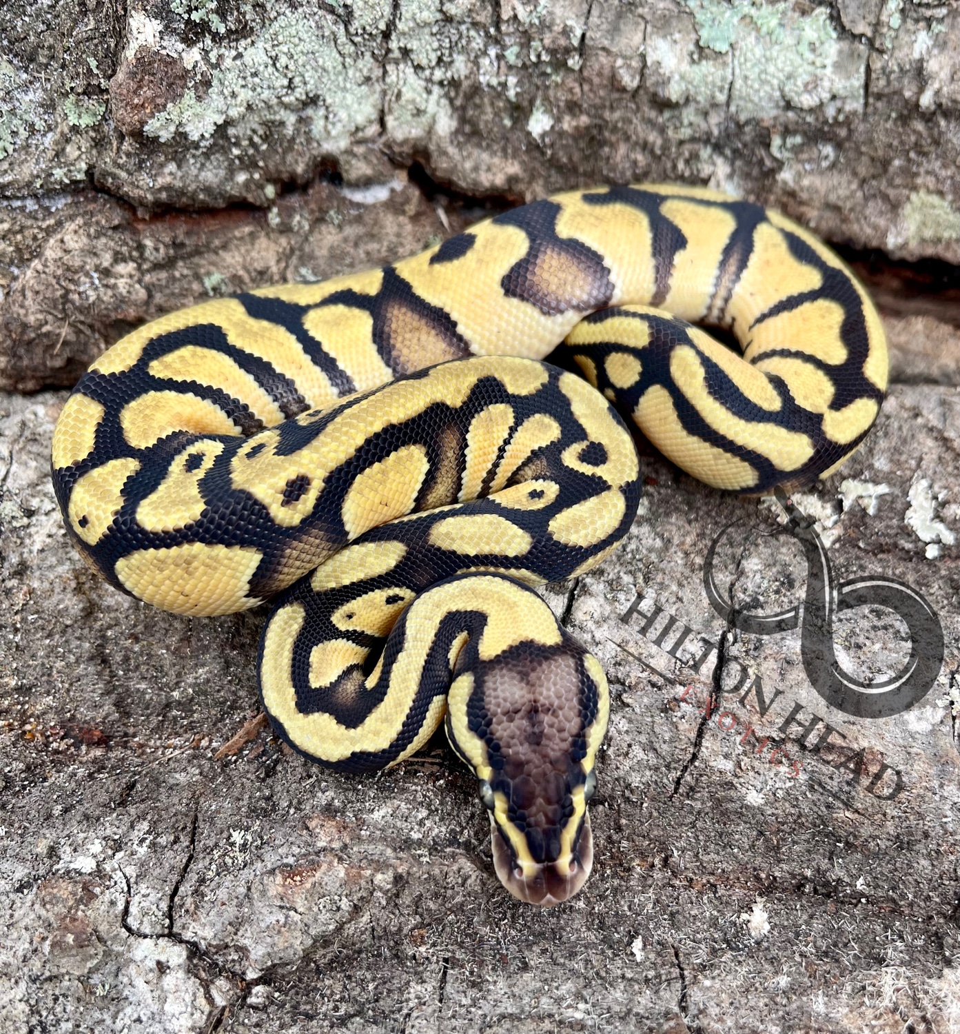 Pastel Enchi Double Het Desert Ghost Cryptic Ball Python by Hilton Head ...