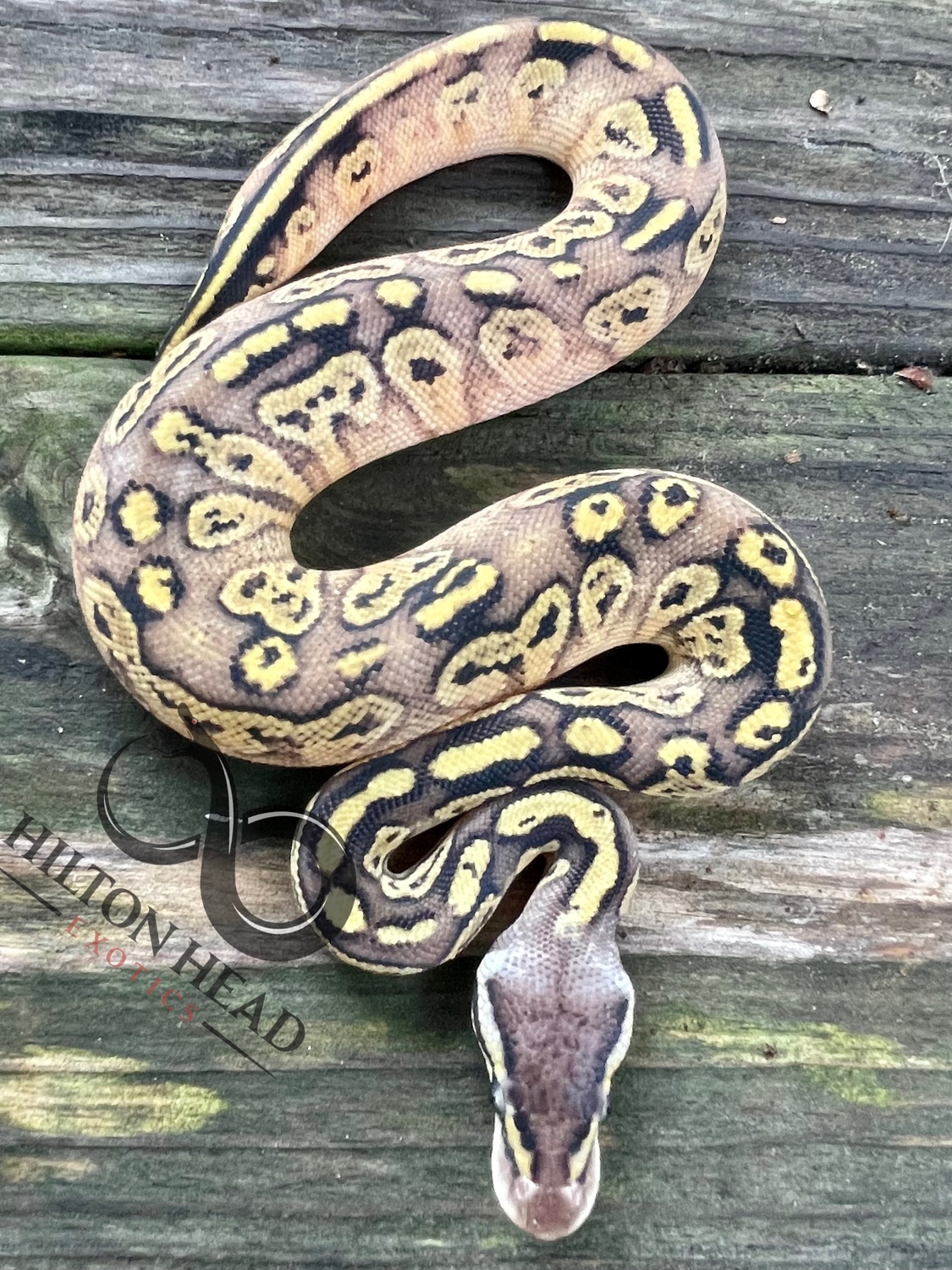 Pastel Bongo Maui Ball Python by Hilton Head Exotics - MorphMarket