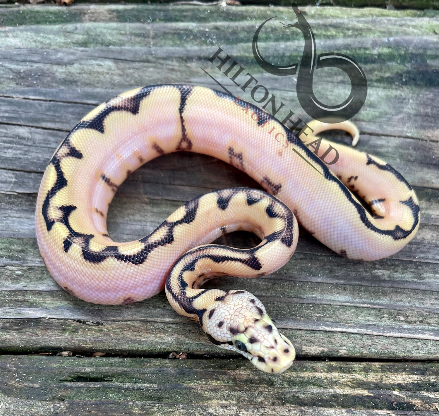 OD YB Fire Bee Ball Python by Hilton Head Exotics - MorphMarket