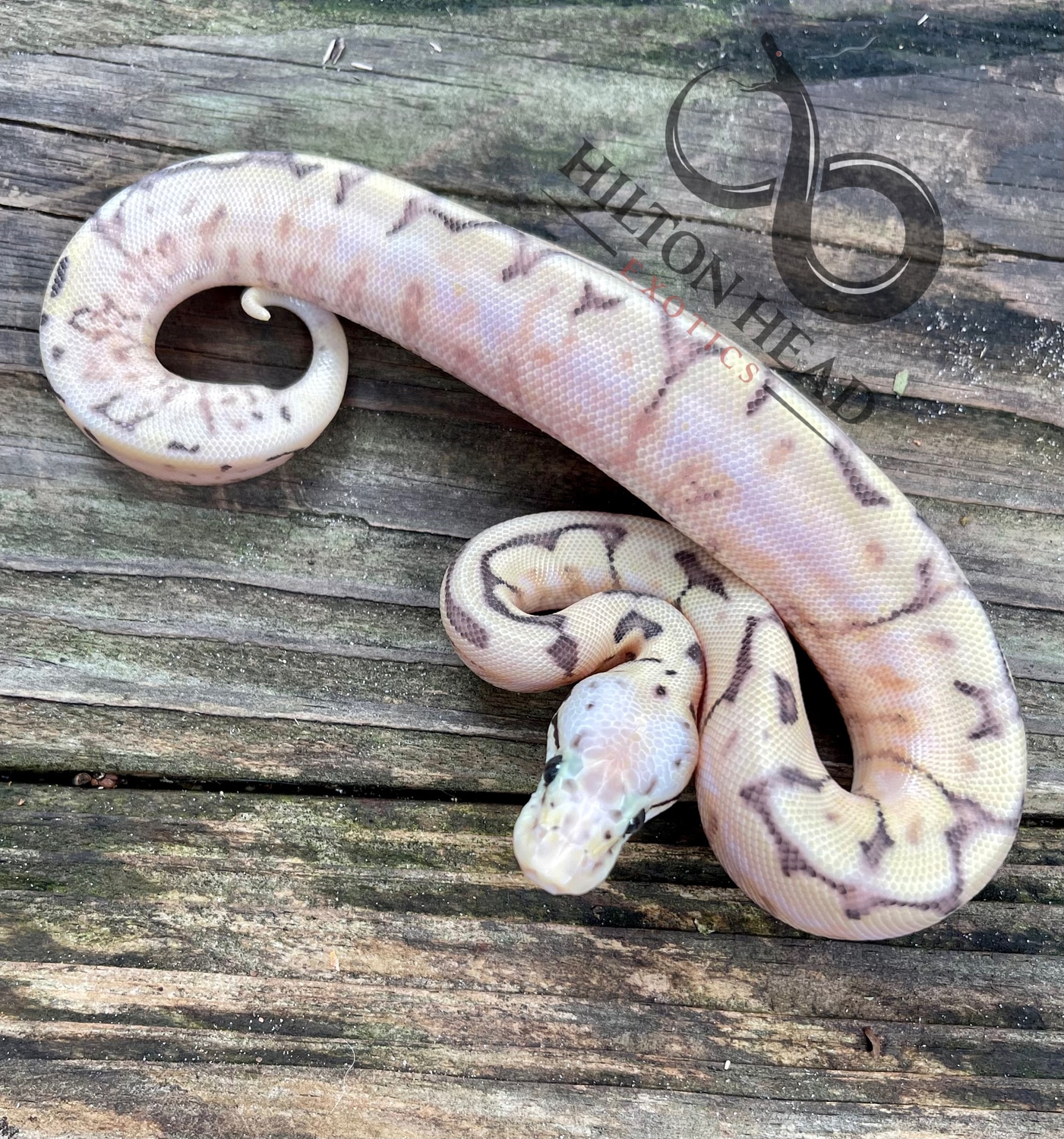 OD YB Fire Killer Bee Ball Python by Hilton Head Exotics MorphMarket