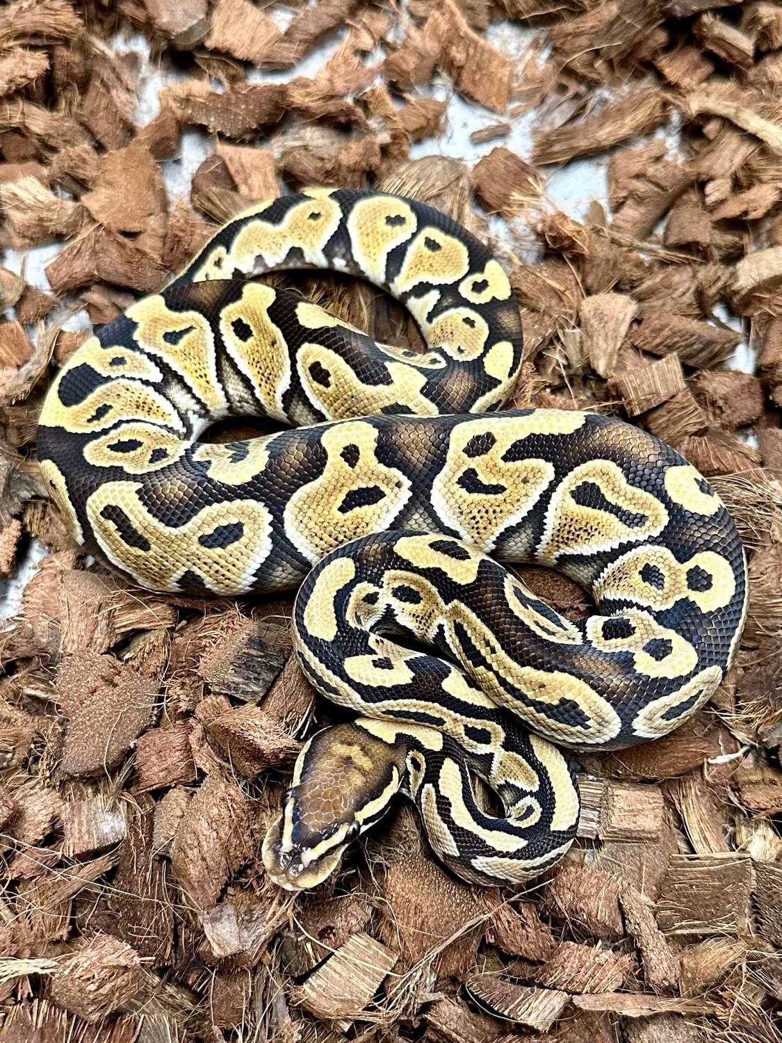Special YB Het Clown Ball Python by Hilton Head Exotics - MorphMarket