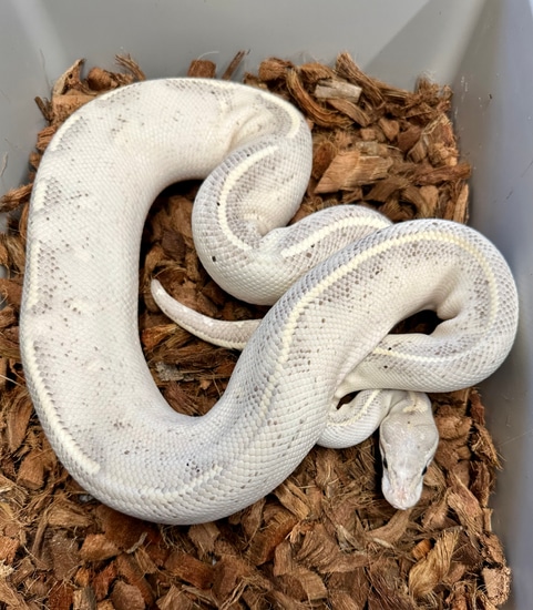 Highway Ball Python Grey Color Proven Highway Female Ball Python by Hilton Head Exotics