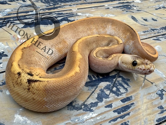 Enchi Champagne Het Cryptic Pos Het DG Ball Python by Hilton Head Exotics