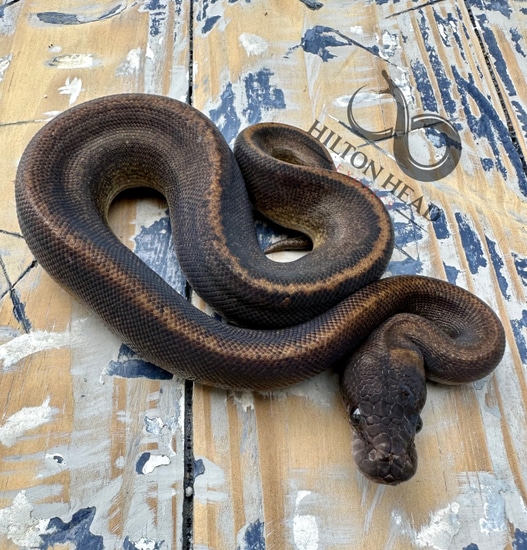 Suma 100% Het Pied Ball Python by Hilton Head Exotics