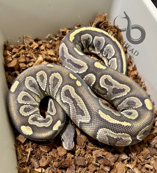 Proven Breeder Cinnamon Hypo Female Ball Python by Hilton Head Exotics
