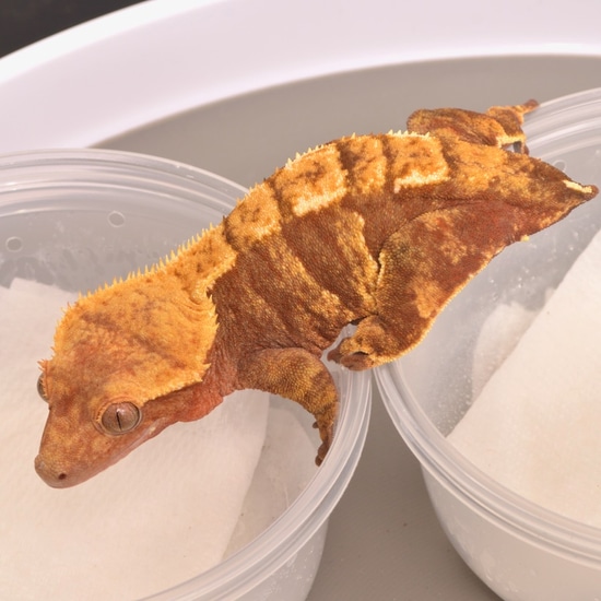 REx Red Soft Scale XXX-Type - RTB - Coupon Code Inside! Crested Gecko