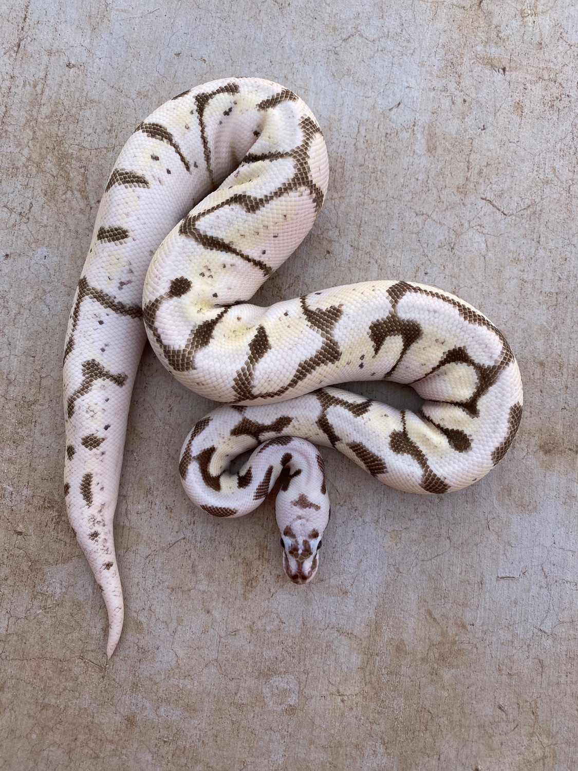 TSK Axanthic Firefly Enchi Spider Ball Python by Circle A Serpents ...