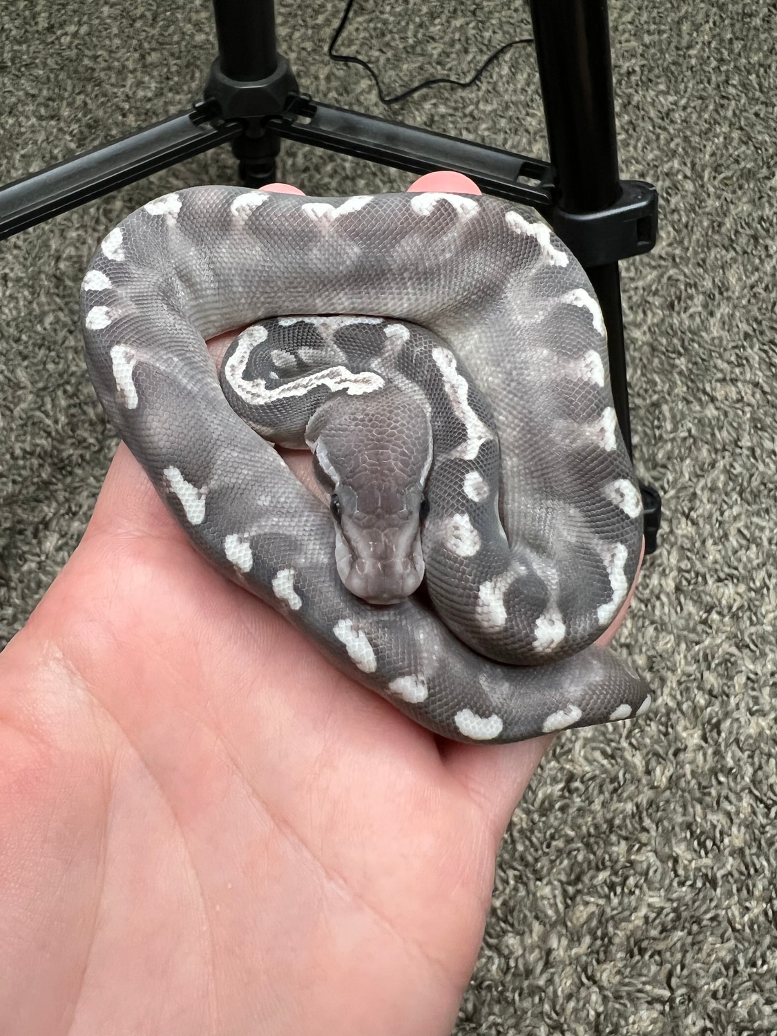 Super GHI Lesser Cinnamon Het Hypo Ball Python by Circle A Serpents ...