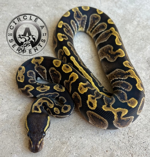 GHI Het Hypo Ball Python by Circle A Serpents